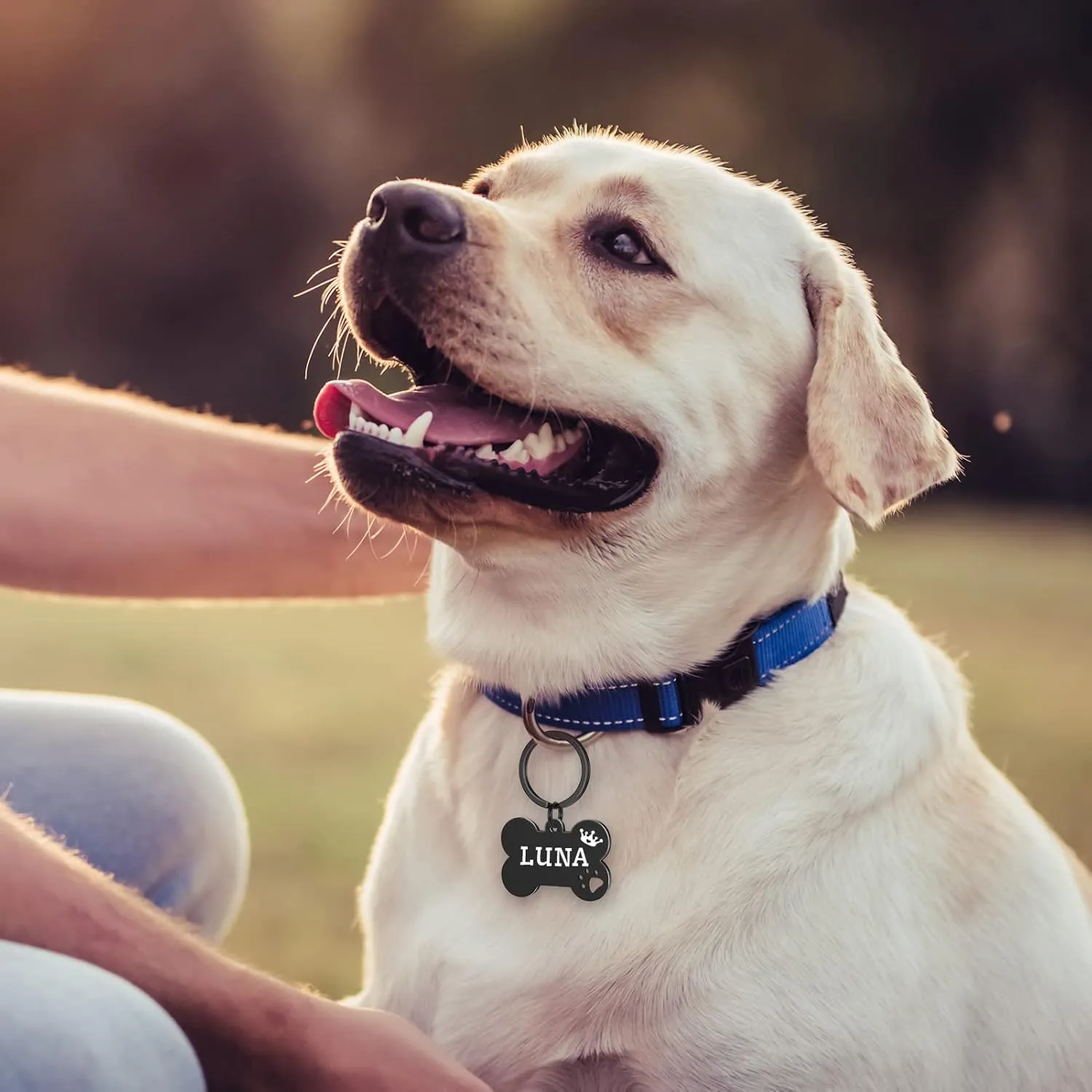 Personalized Pet ID Tags, Stainless Steel Dog Tags,Custom Bone&Hollowed Paw Shaped Engraved Dog Name, Label, Address & Phone, Customizable on Both Sides (Medium, Black)