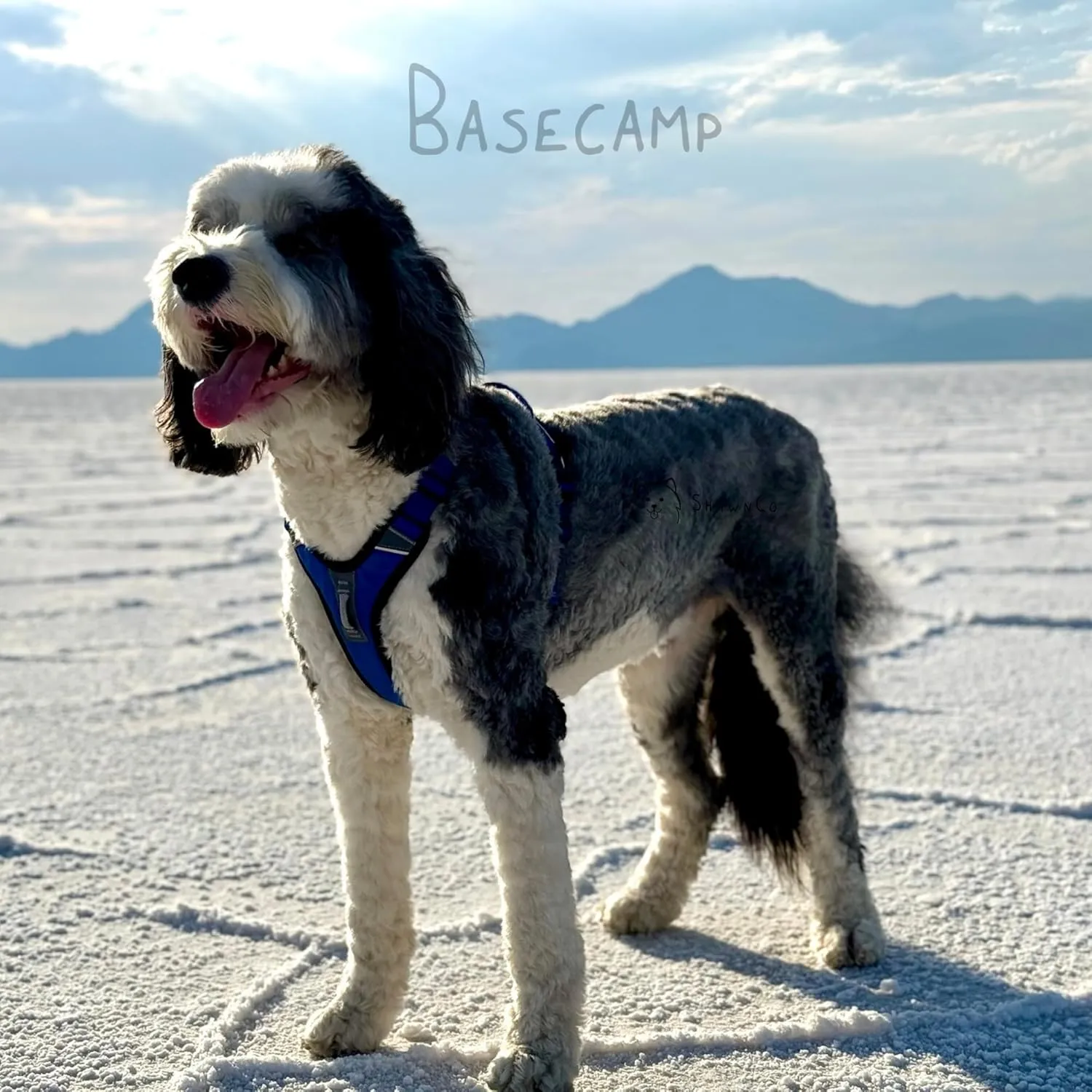 ShawnCo Basecamp Dog Harness, No-Pull Pet Vest with 3 Leash Clips, Padded, Reflective, Lightweight and Adjustable Harness with Handle for Small, Medium and Large Dogs (Sunset Orange, XL)